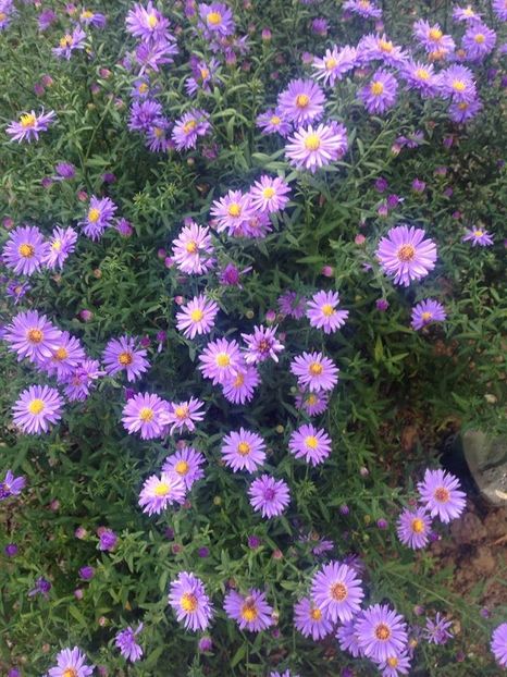  - flori de gradina