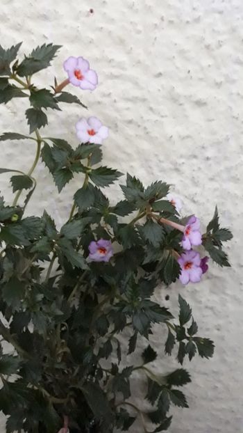  - R19 - Vienesse Romance