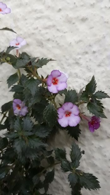  - R19 - Vienesse Romance