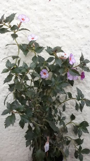  - R19 - Vienesse Romance