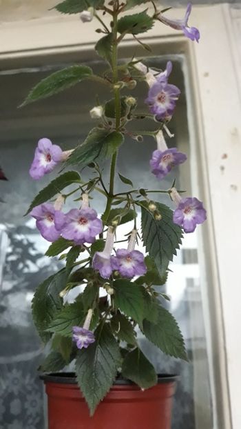  - R19 - Xachicodonia Dark Star