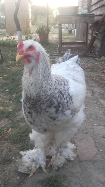  - Cocos brahma herminat deschis