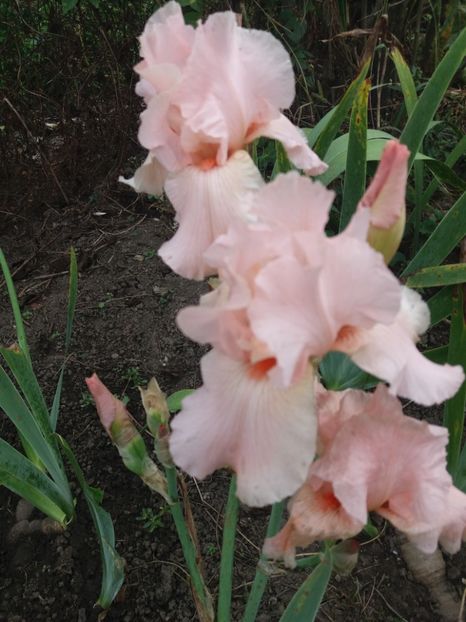  - Irisi Remontanti și în 2018