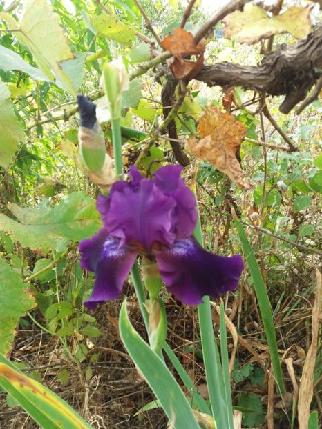  - Irisi Remontanti și în 2018