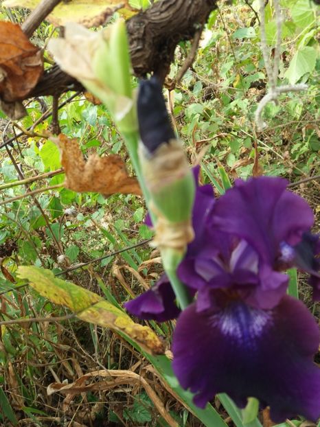  - Irisi Remontanti și în 2018