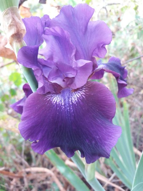  - Irisi Remontanti și în 2018