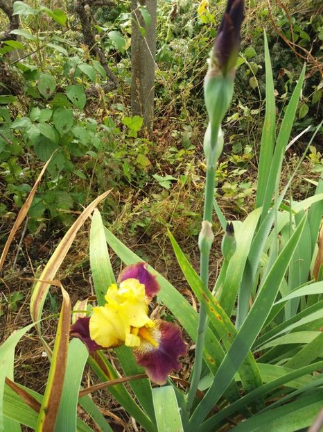  - Irisi Remontanti și în 2018