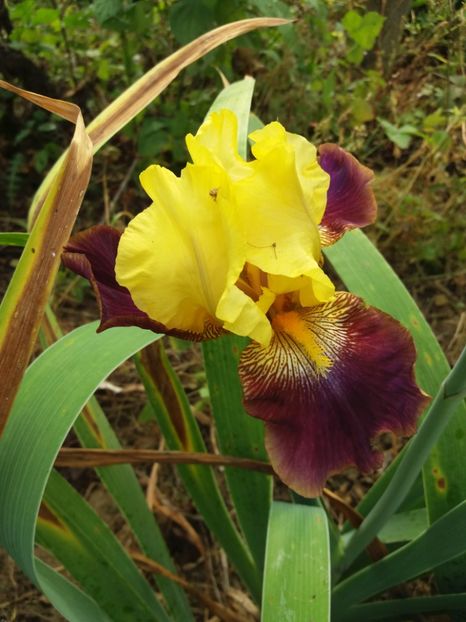  - Irisi Remontanti și în 2018