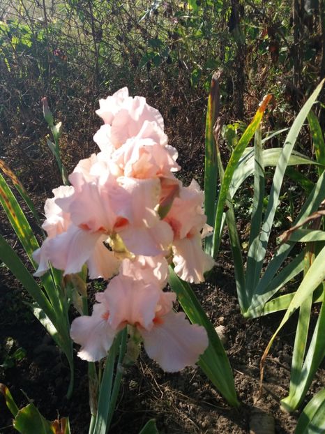  - Irisi Remontanti și în 2018