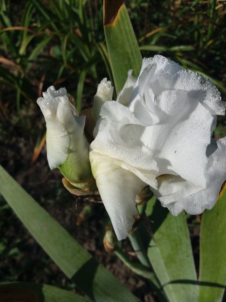  - Irisi Remontanti și în 2018