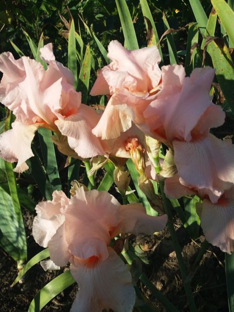  - Irisi Remontanti și în 2018