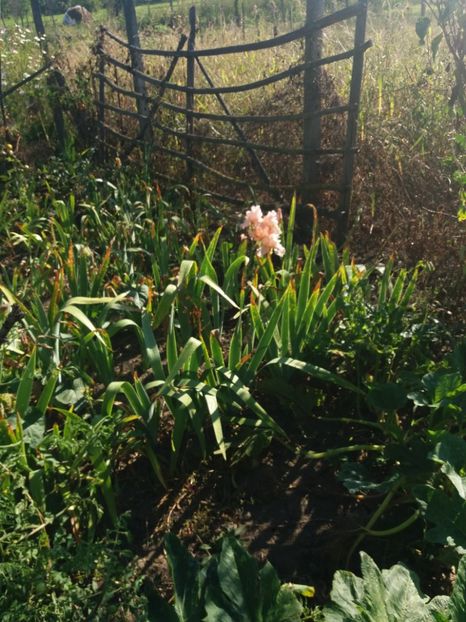  - Irisi Remontanti și în 2018