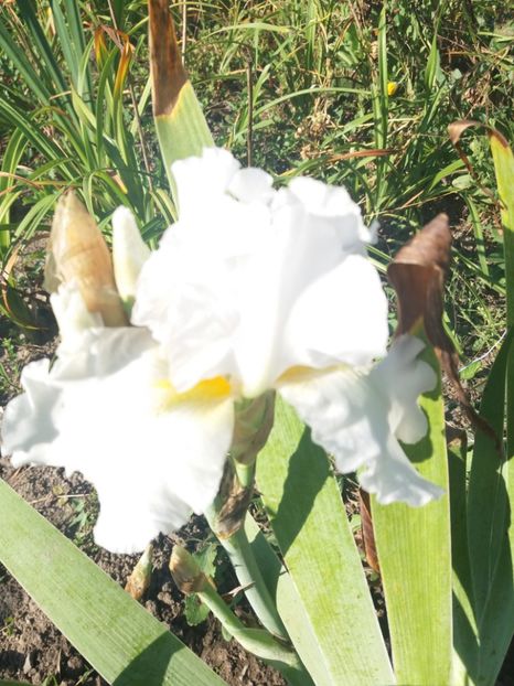  - Irisi Remontanti și în 2018