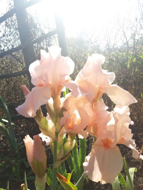  - Irisi Remontanti și în 2018