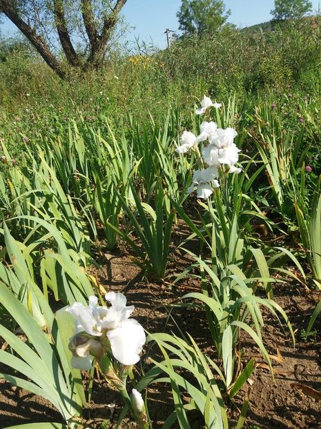 received_286336182145934 - Irisi Remontanti și în 2018