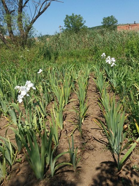 received_257755621524721 - Irisi Remontanti și în 2018