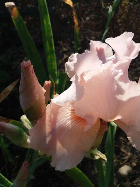  - Irisi Remontanti și în 2018