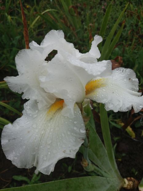  - Irisi Remontanti și în 2018