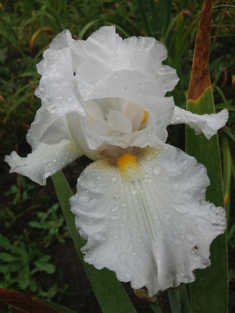  - Irisi Remontanti și în 2018