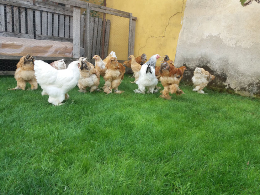 22.09.2018 071 - Pui brahma seria 01 2018