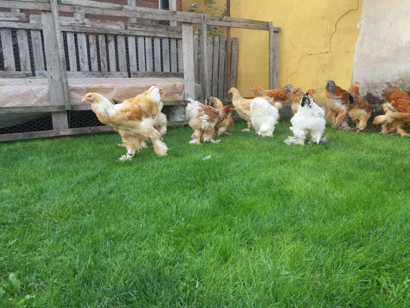 22.09.2018 072 - Pui brahma seria 01 2018