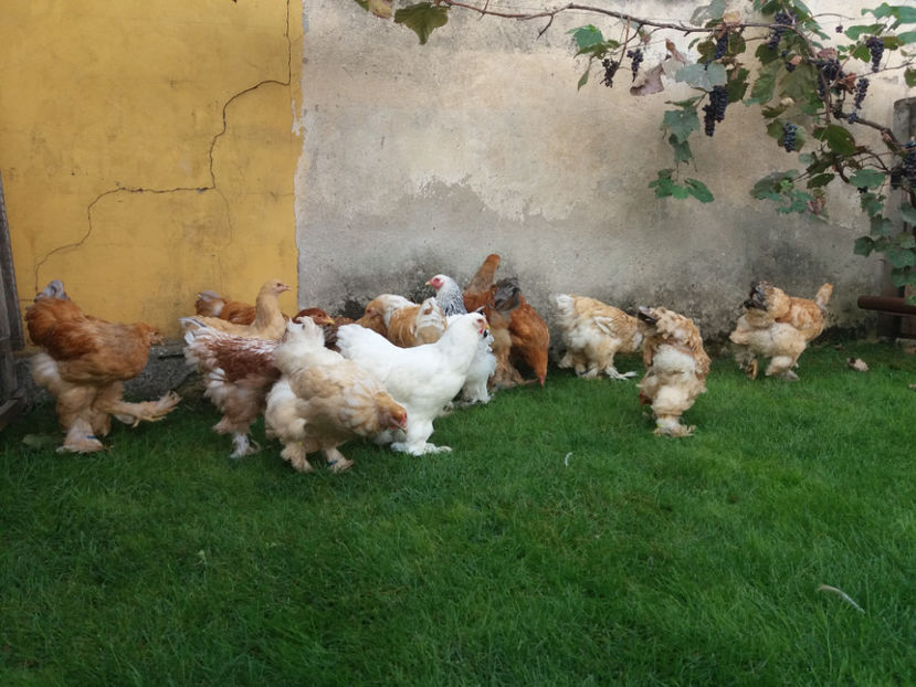 22.09.2018 074 - Pui brahma seria 01 2018