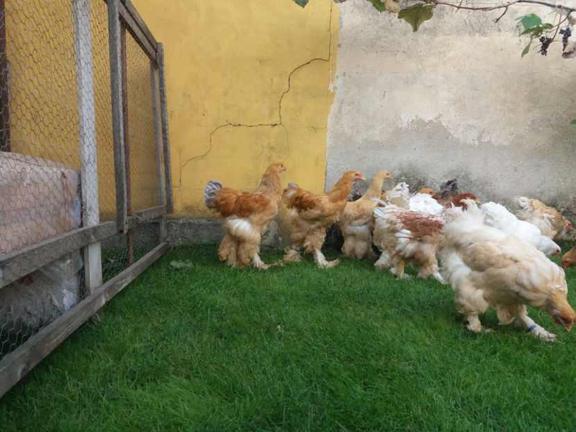 22.09.2018 075 - Pui brahma seria 01 2018