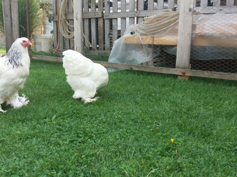 22.09.2018 091 - Pui brahma seria 01 2018