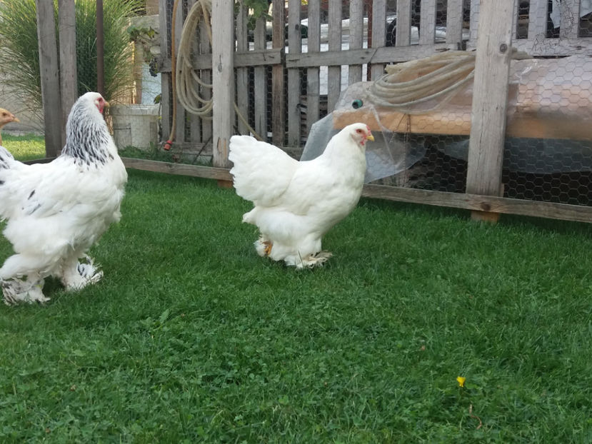 22.09.2018 092 - Pui brahma seria 01 2018