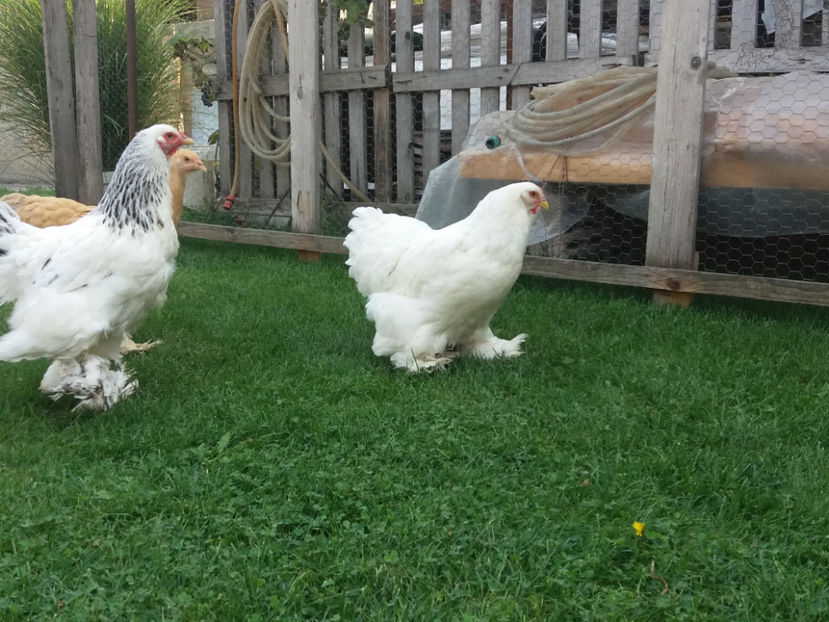 22.09.2018 093 - Pui brahma seria 01 2018