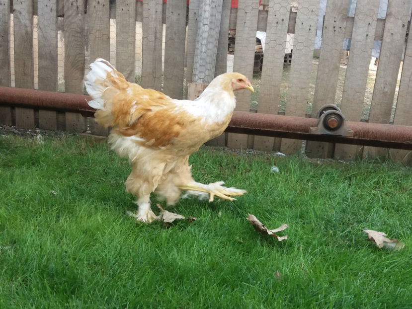 22.09.2018 083 - 01  brahma gold