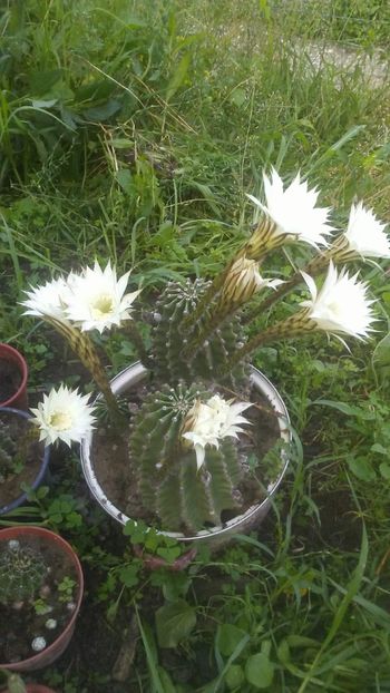 received_1767500696677396 - Suculente si cactusi