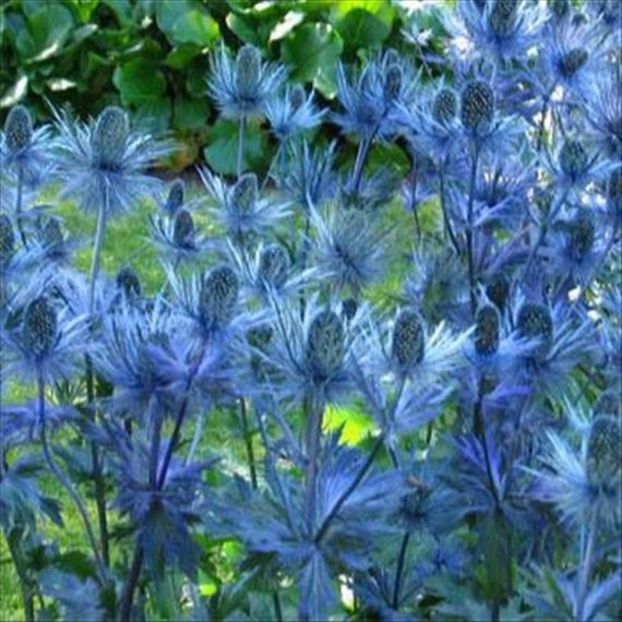 Eryngium alpinum 'Amethyst - DORINTE