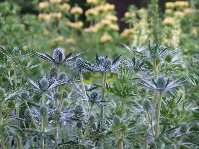 Eryngium x zabelii Jos Eijking - DORINTE