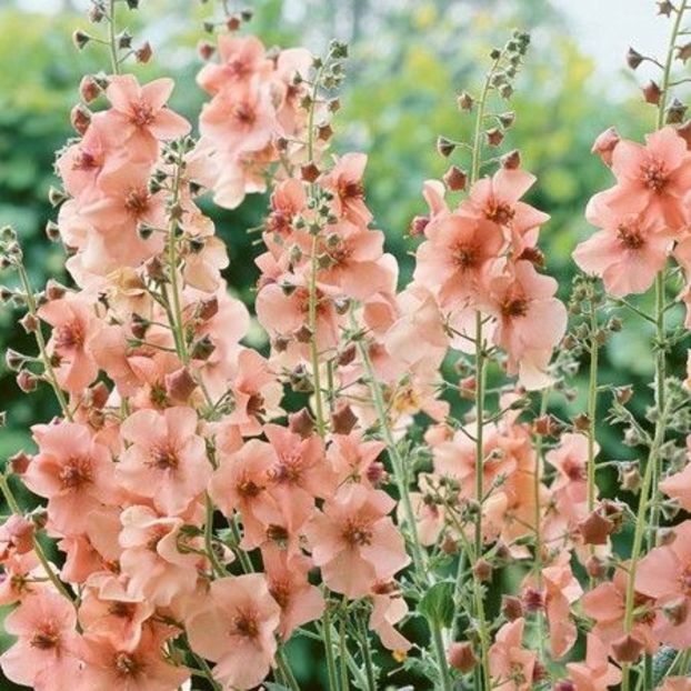 verbascum jackie - DORINTE