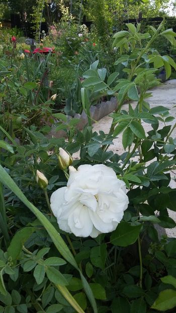  - 2018 Gradina
