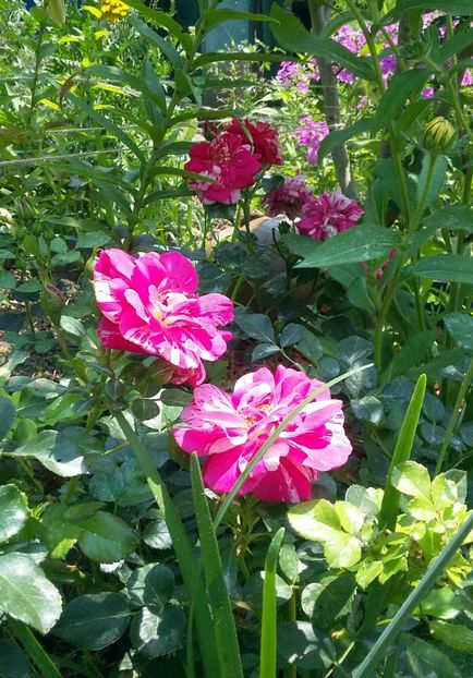  - 2018 Gradina