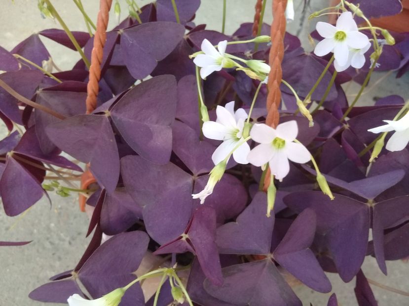  - Oxalis