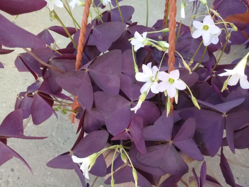  - Oxalis