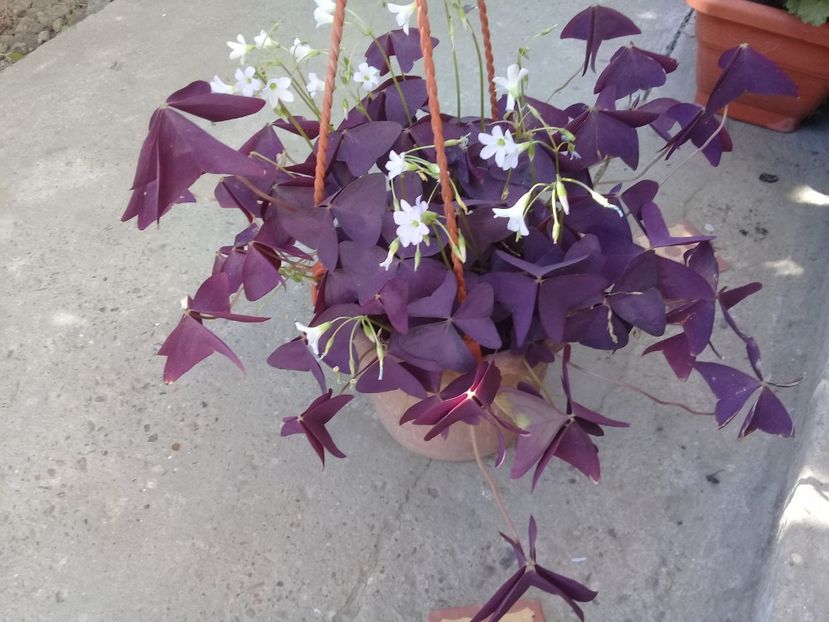  - Oxalis