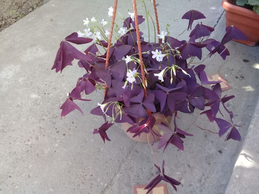  - Oxalis