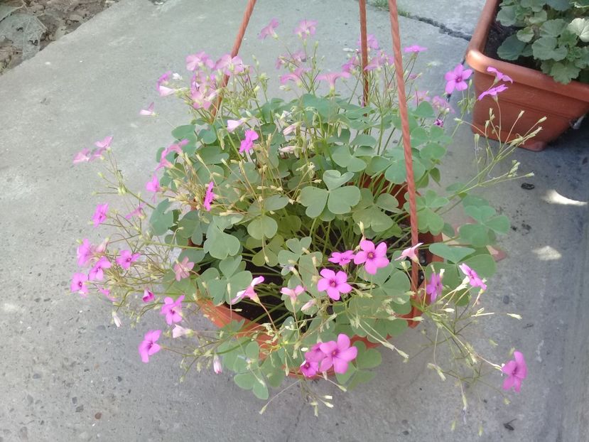  - Oxalis