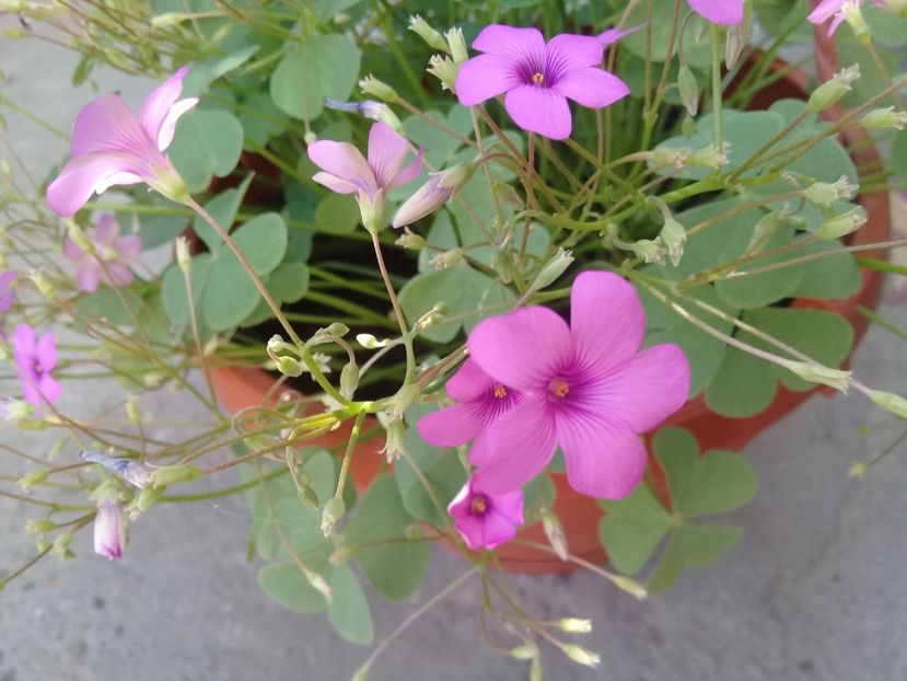  - Oxalis