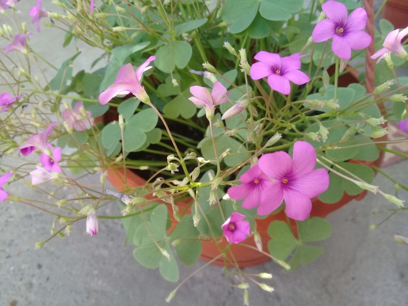  - Oxalis