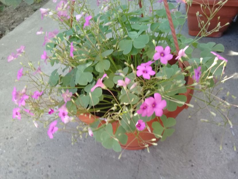  - Oxalis