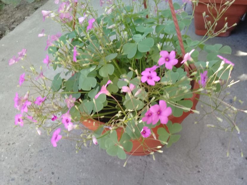  - Oxalis