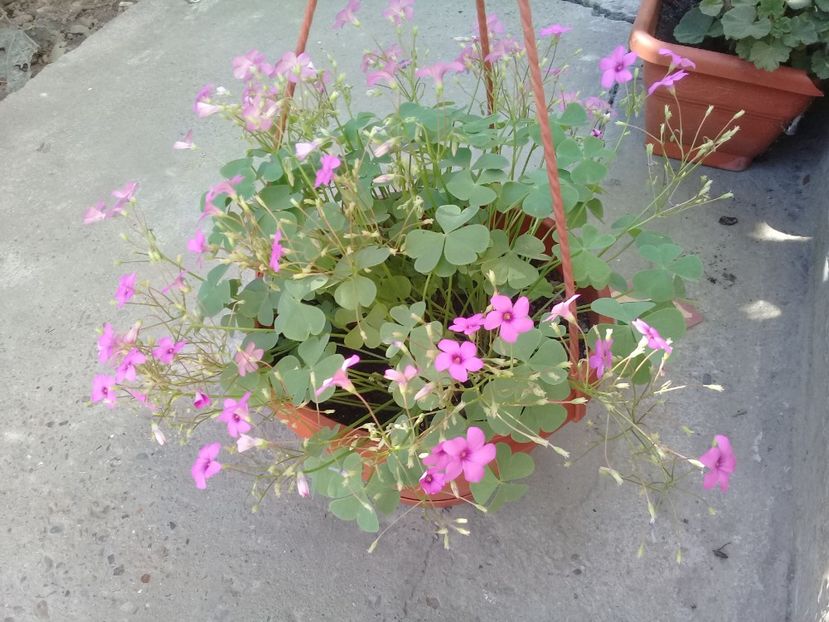  - Oxalis