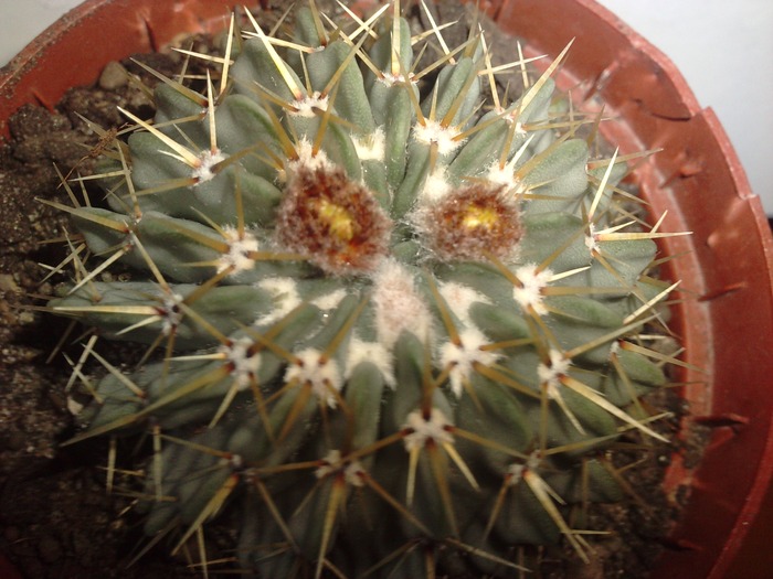 Notocactus buiningii - cactusi si florile lor