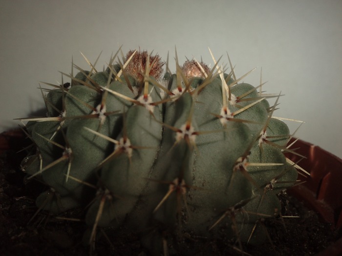 Notocactus buiningii - cactusi si florile lor