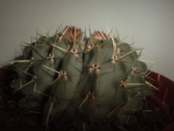 Notocactus buiningii